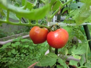 tomato2-400x300