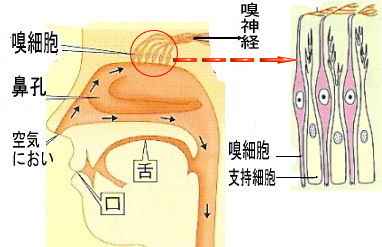 嗅覚障害とはなにか