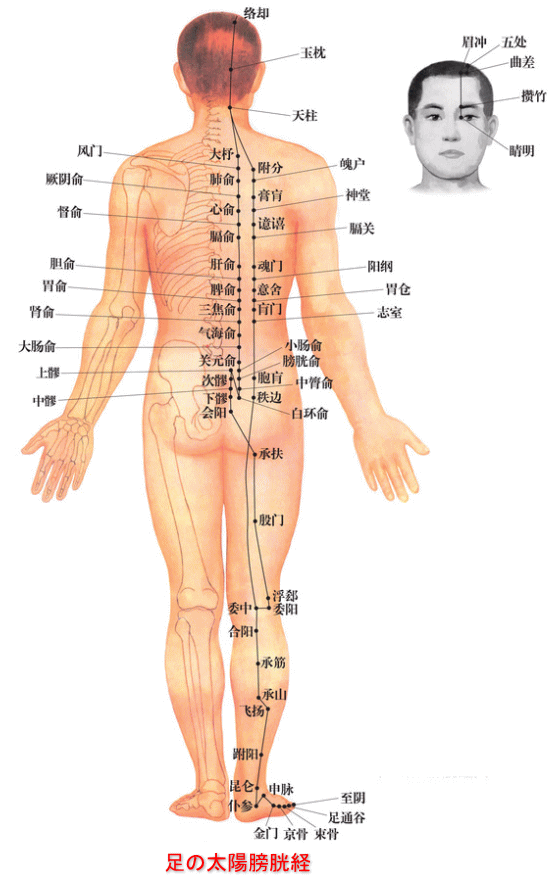 経絡 足の太陽膀胱経 翁鍼灸治療院