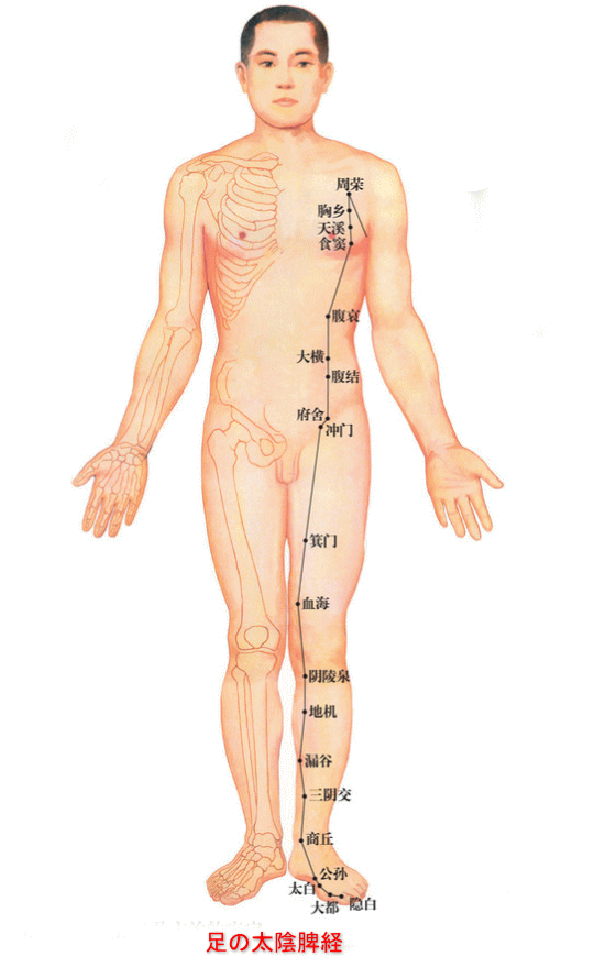経絡 足の太陰脾経 翁鍼灸治療院 ツボと鍼灸