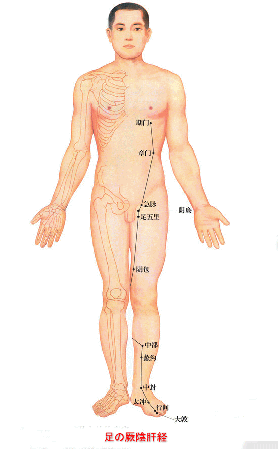 足 の 厥陰 肝 経