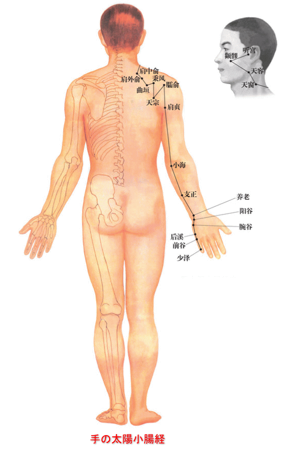 経絡 手の太陽小腸経 翁鍼灸治療院